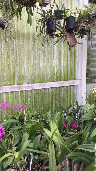 Sunset Valley Orchids, Inc - Peter Lin's collection of orchids. I died and went to orchid heaven! - Nurseries & Gardening Near Me - Vista, California