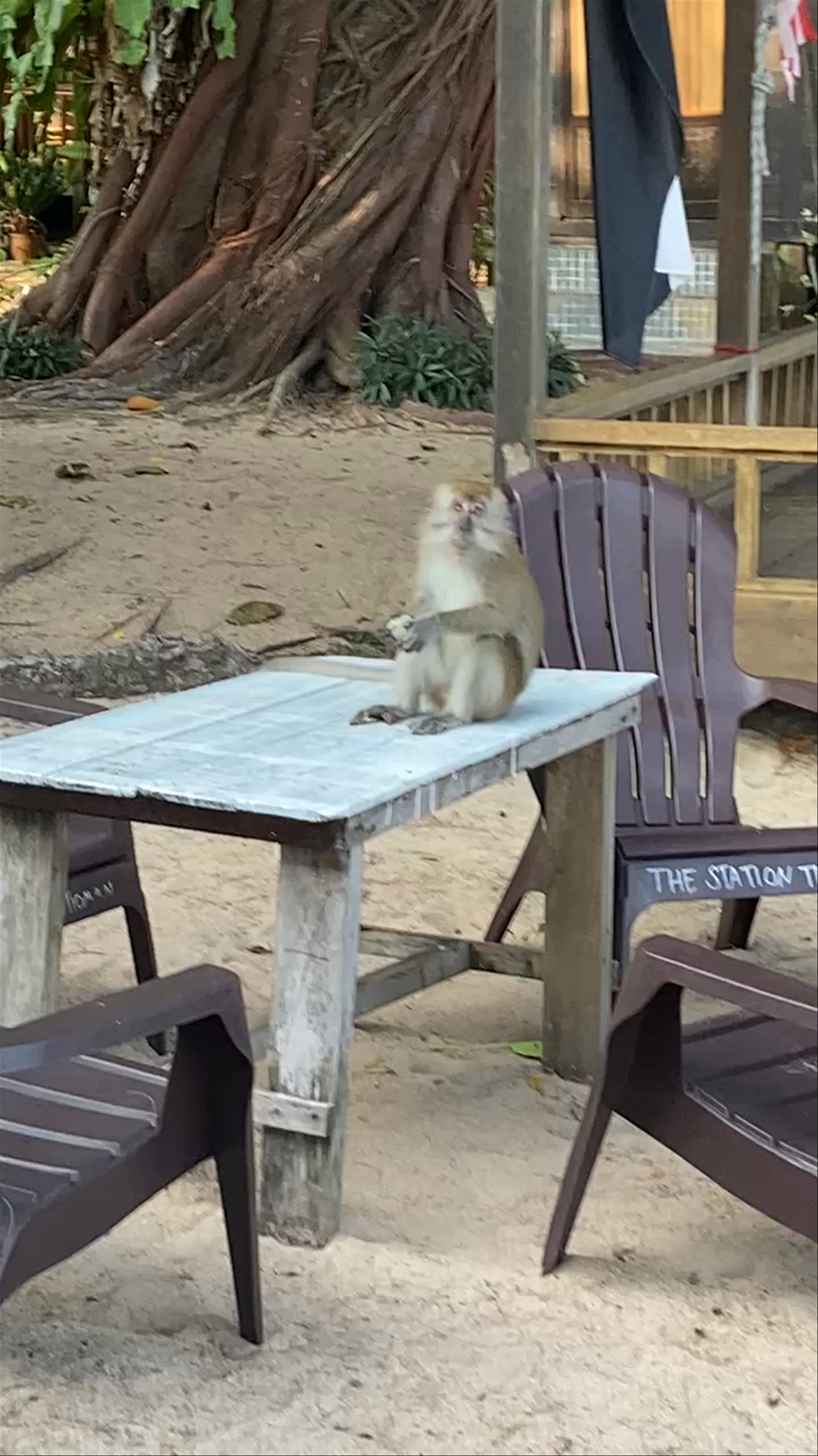 Wild Monkeys at The Station Tioman – Relaxed Tropical Encounter