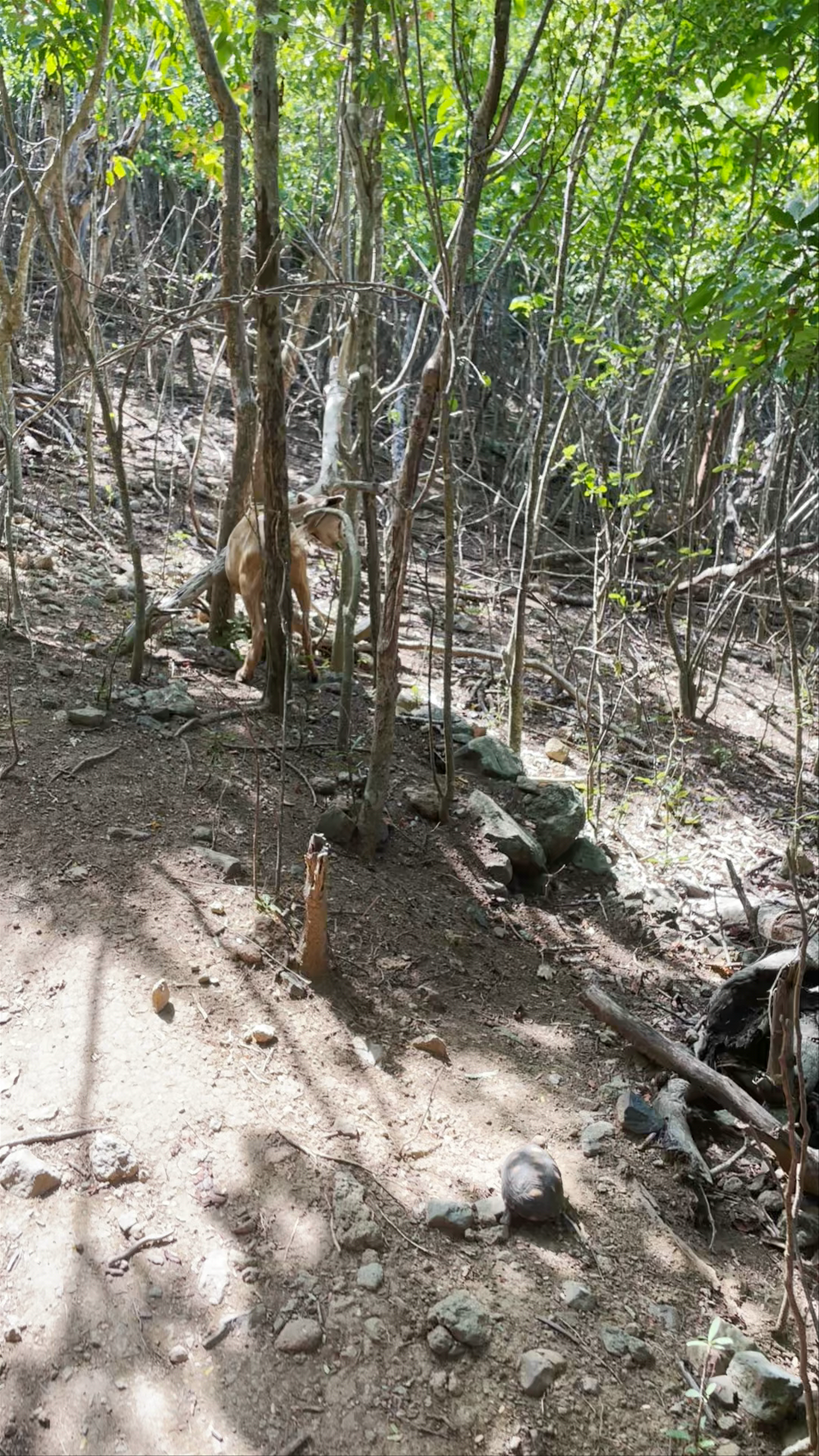 Colombier Beach Trail