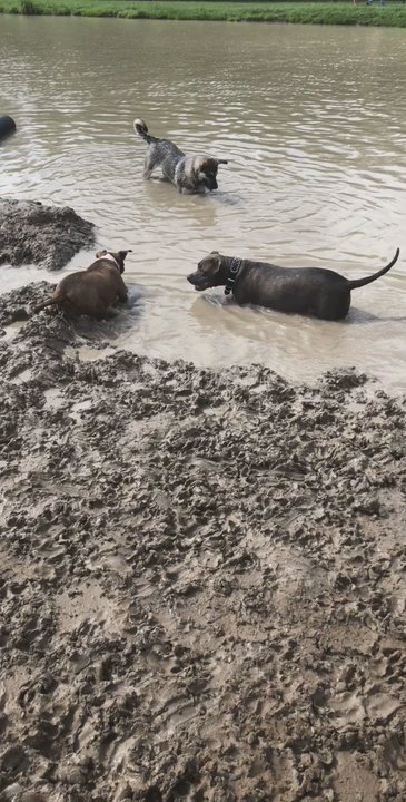Burbank Dog Park - Splash zone area - Dog Parks Near Me - Baton Rouge, Louisiana