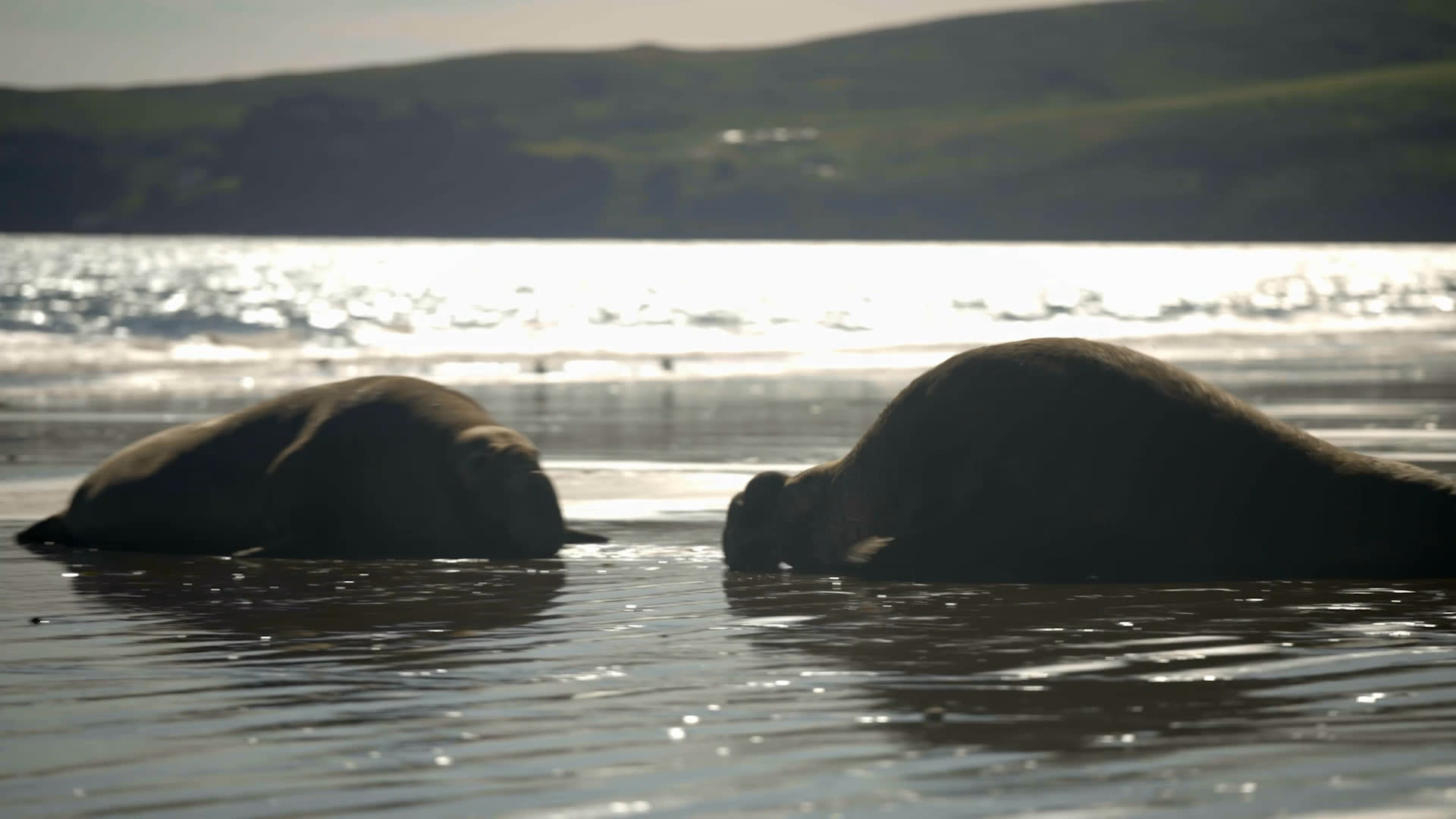 Two large elephant seals rear up and spar on a sandy beach as waves wash nearby. A woman watches and remarks on their height and unusual fight.