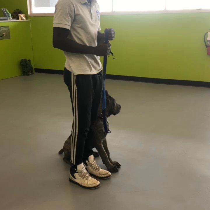 Leadjy Denis - Heeling - Pet Training Near Me