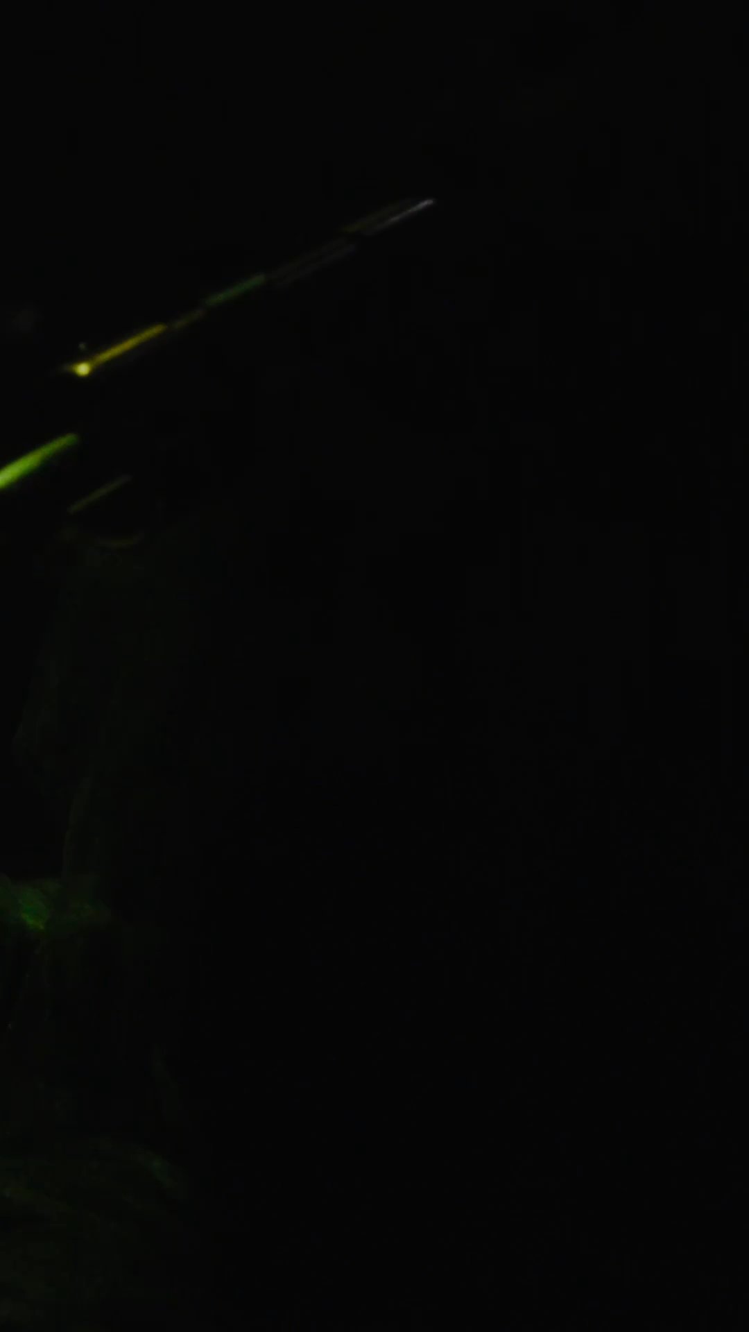 Lady Gaga | Homepage