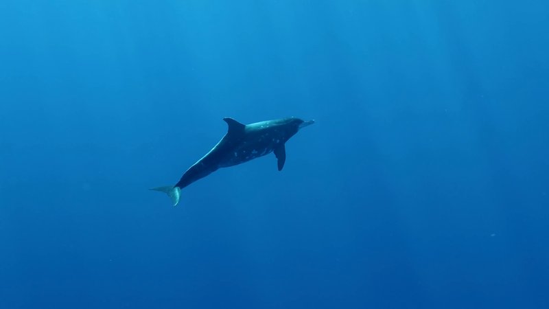 Humpback Dolphin poster