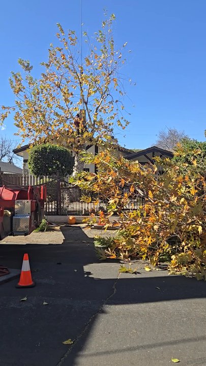 Your Way Tree Service - Your way tree service Jesse Montoya! They rock! - Tree Services Near Me