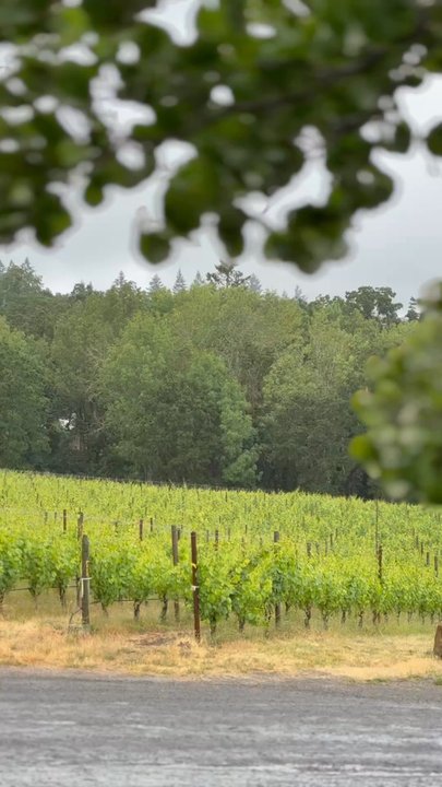 Cristom Vineyards - Wineries Near Me - Salem, Oregon
