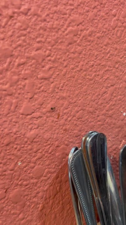 Saigon Noodles - Small cockroach crawling on the wall by food utensils - Vietnamese Near Me - Salinas, California