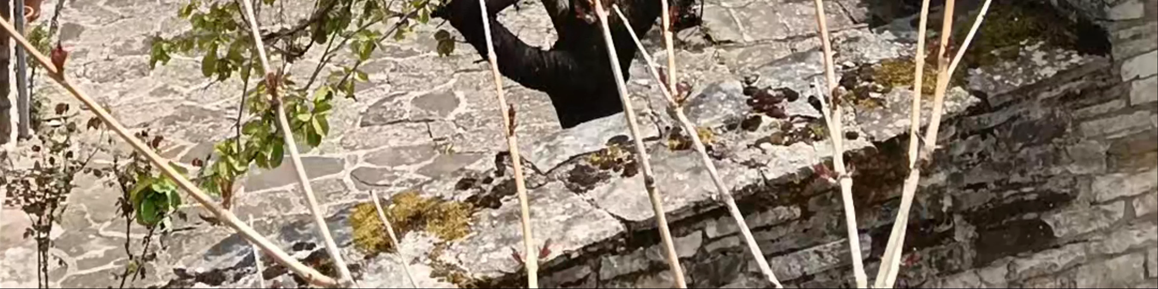 Κουκουνάρι Πάπιγκο