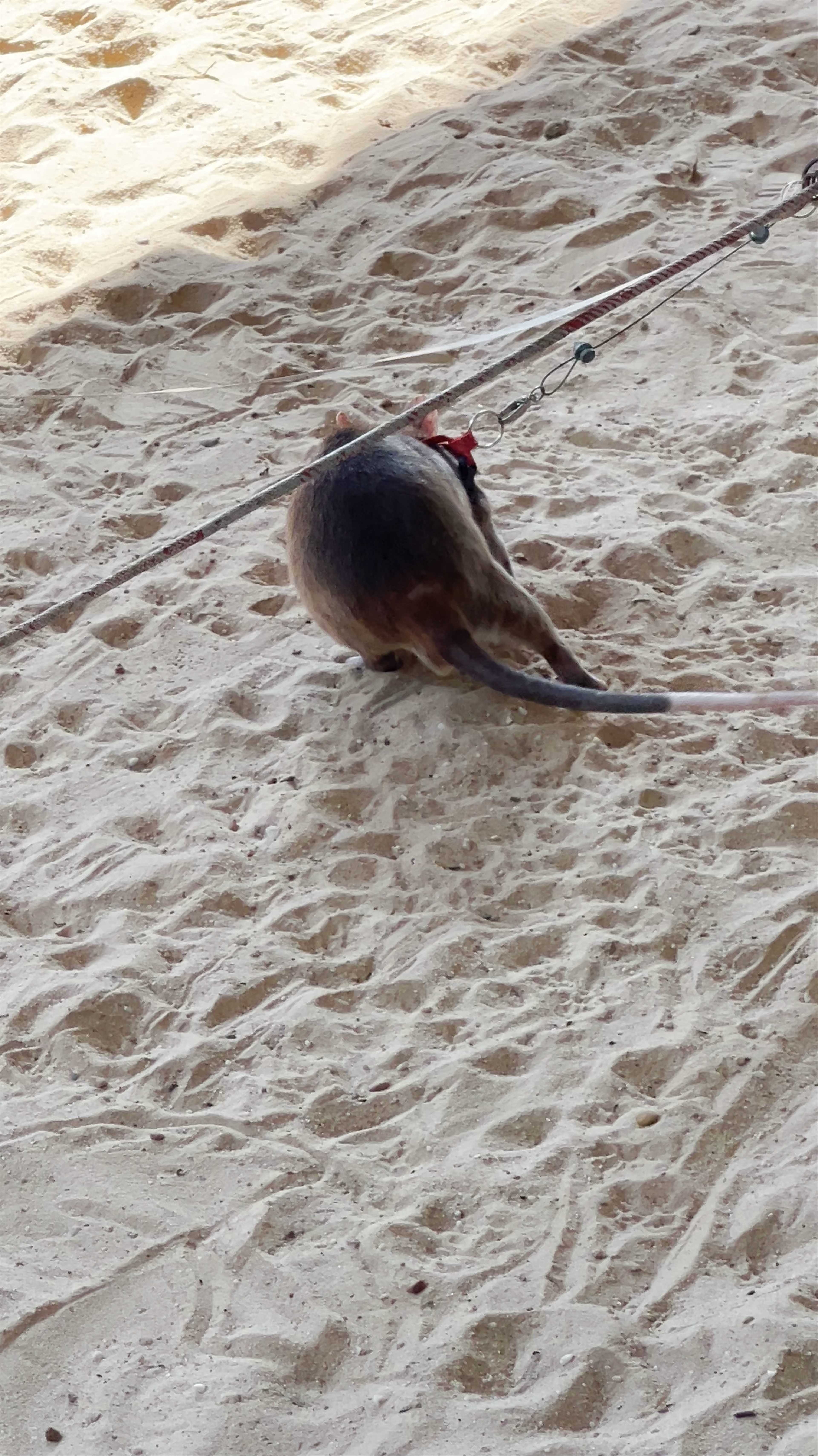 APOPO - Humanitarian Demining