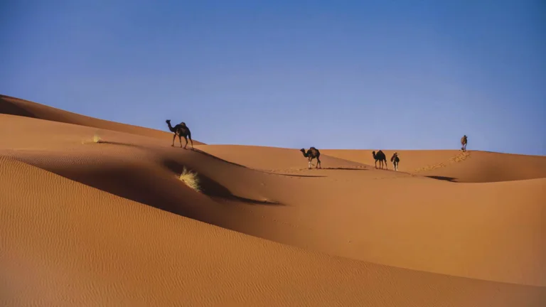 Marocco 360°: Marrakech, Chefchaouen, Fès e il deserto