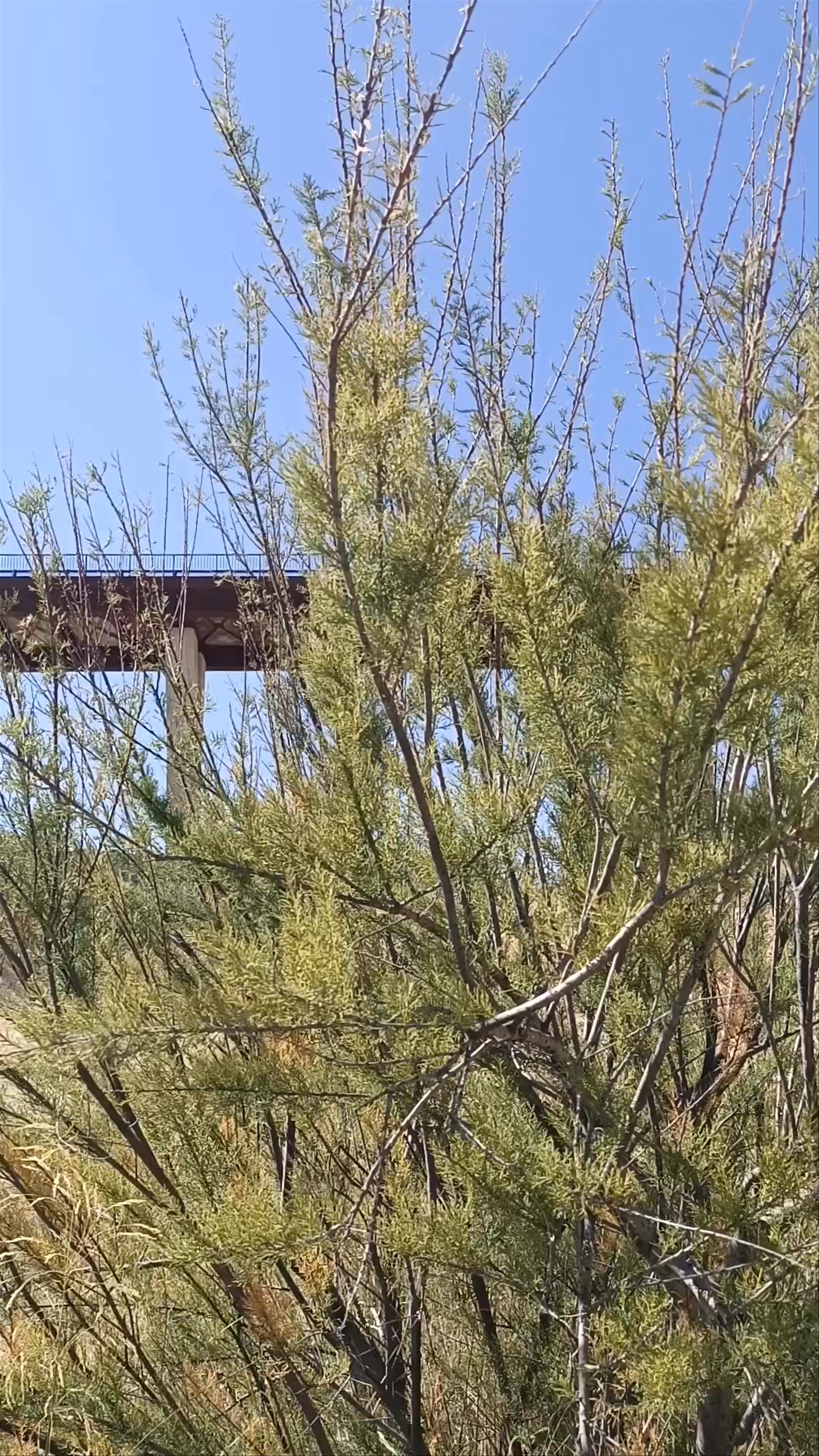 Puente de La Vicaría