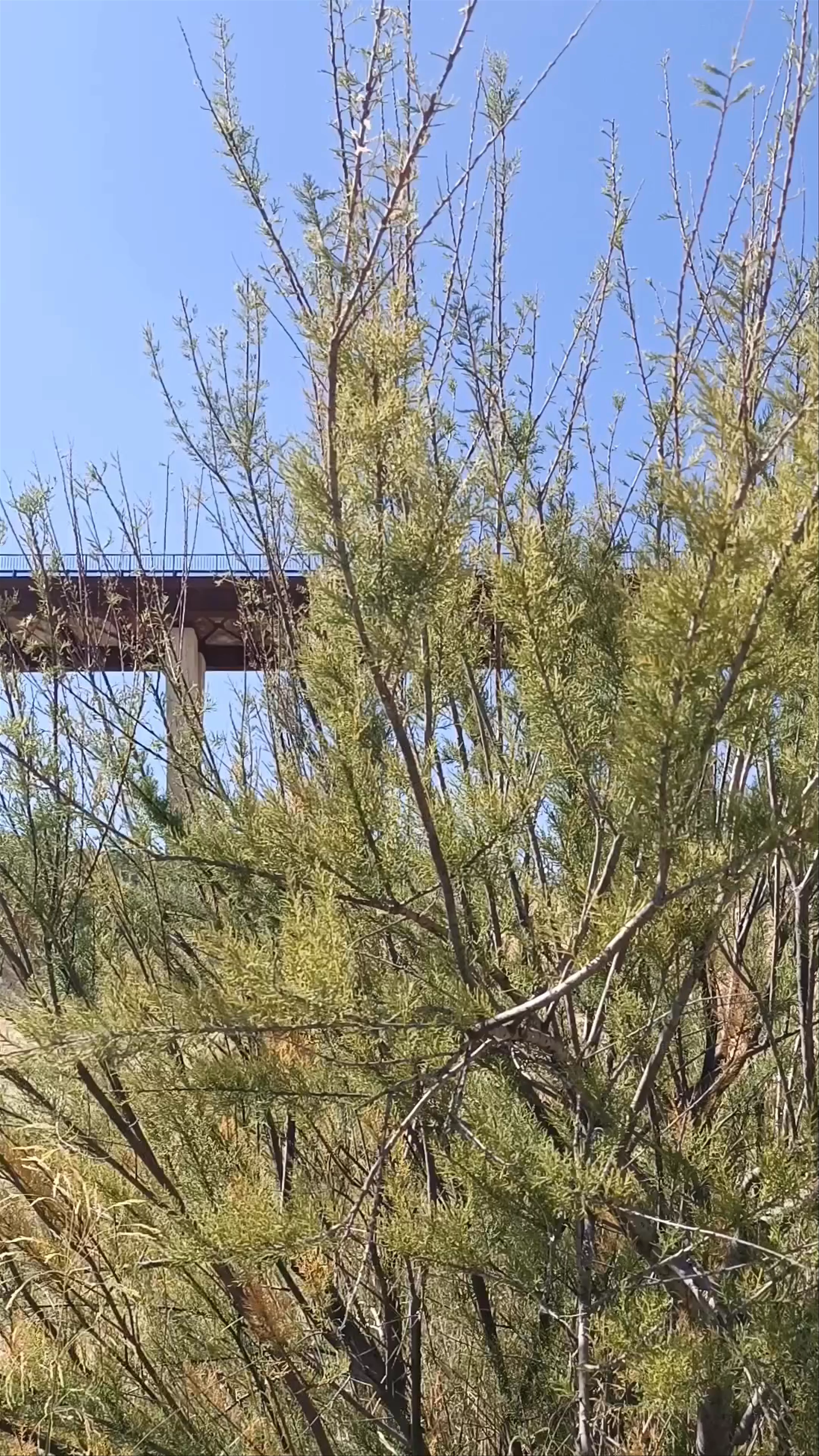 Puente de La Vicaría