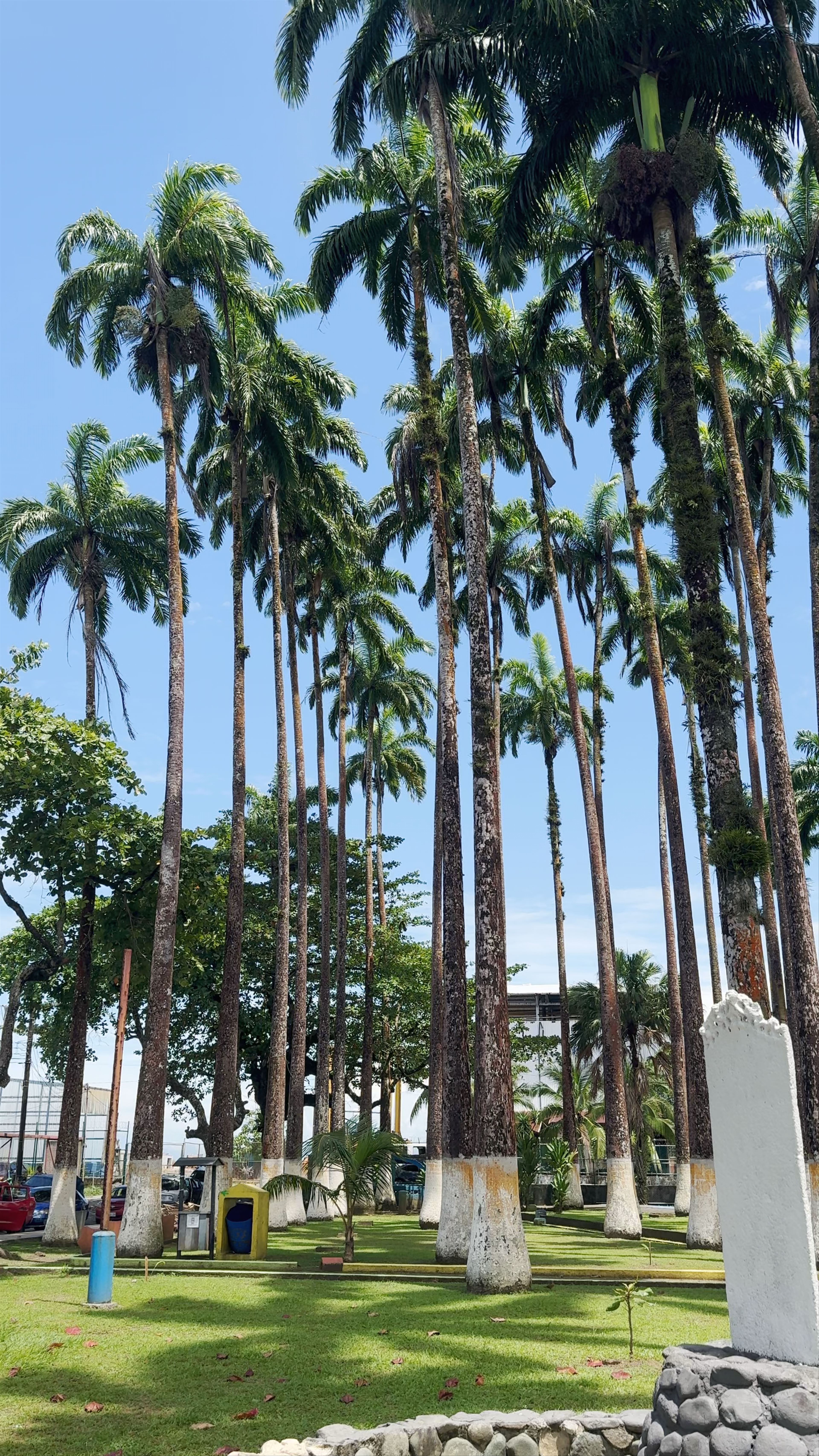 Serene Palm Grove at Parque Vargas, Limon, Costa Rica