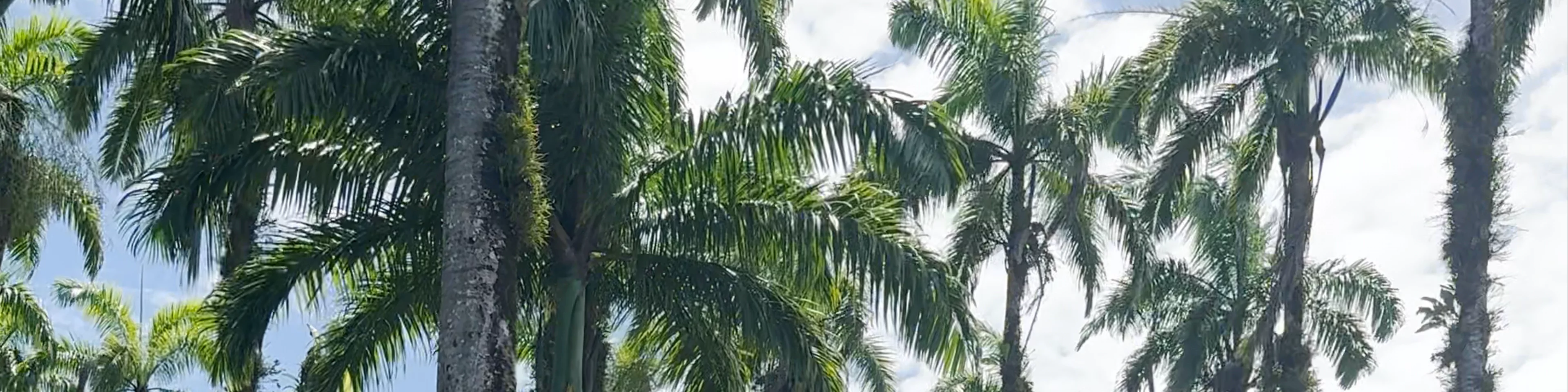 Parque Vargas