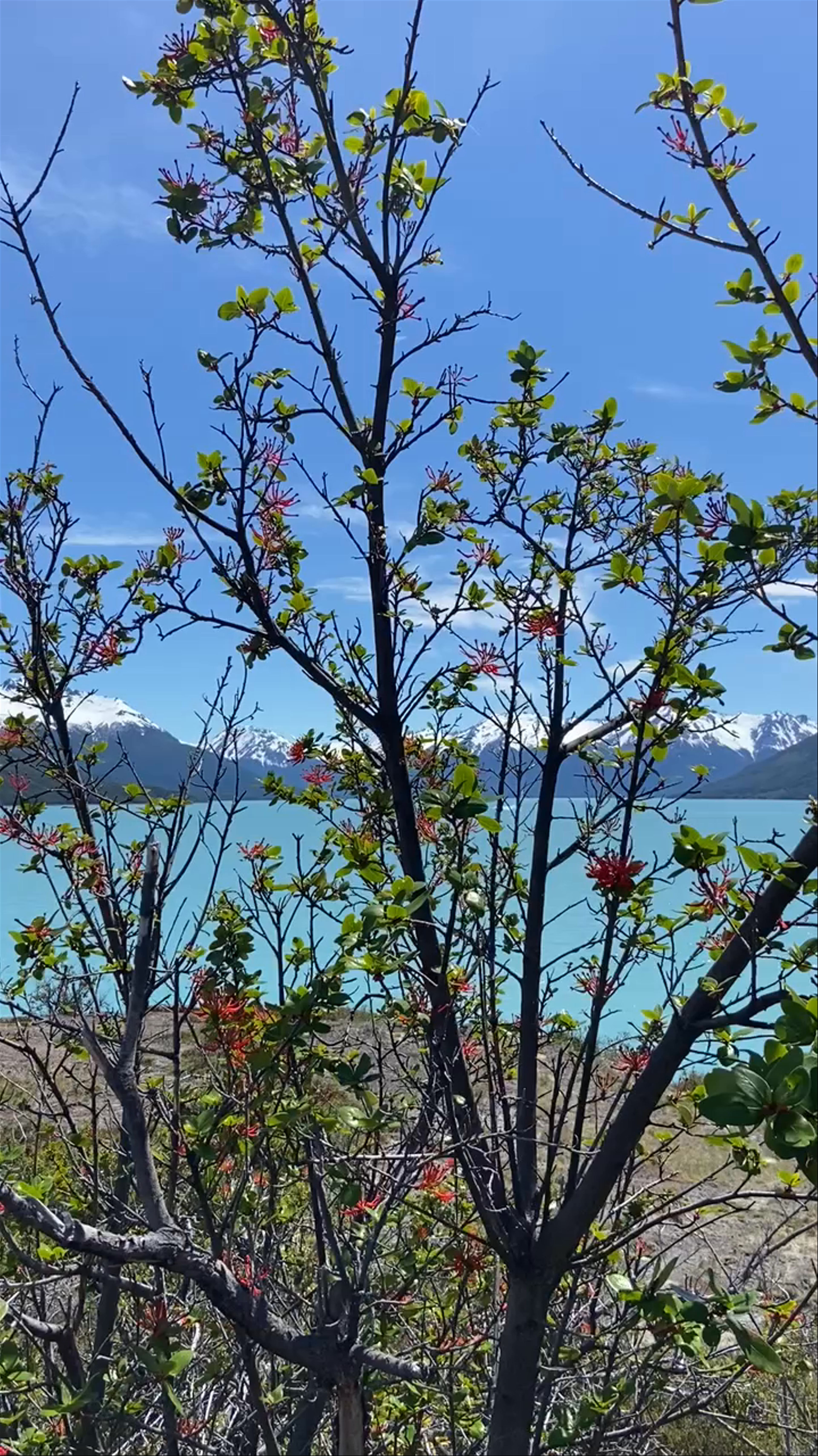 Perito Moreno Glacier