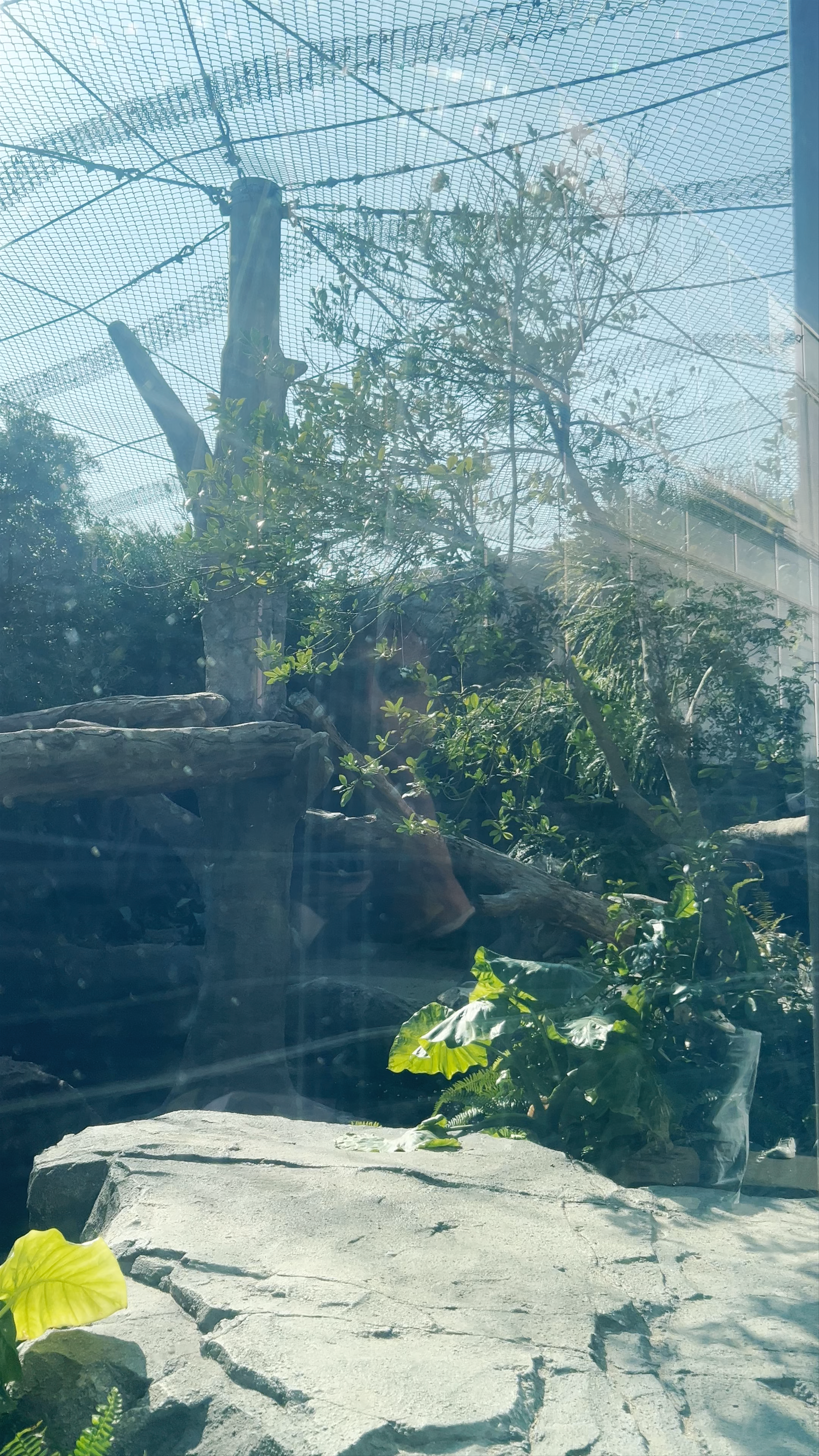 Sumatran Tiger Ecological Garden: Close Encounter with Majestic Wildlife in Kobe
