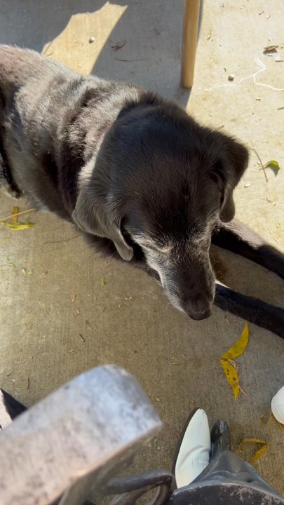 Laura Michael Wines - Rocky and posey! And wine and cheese! - Wineries Near Me - Calistoga, California