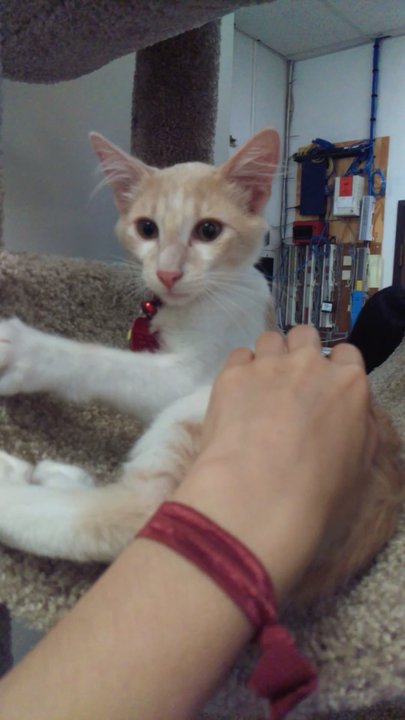 Cat Connection - Such a cute kitty ahh - Pet Sitting Near Me - Dallas, Texas