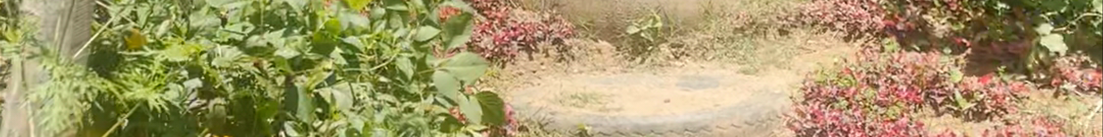 Tours & experiences in Badulla
