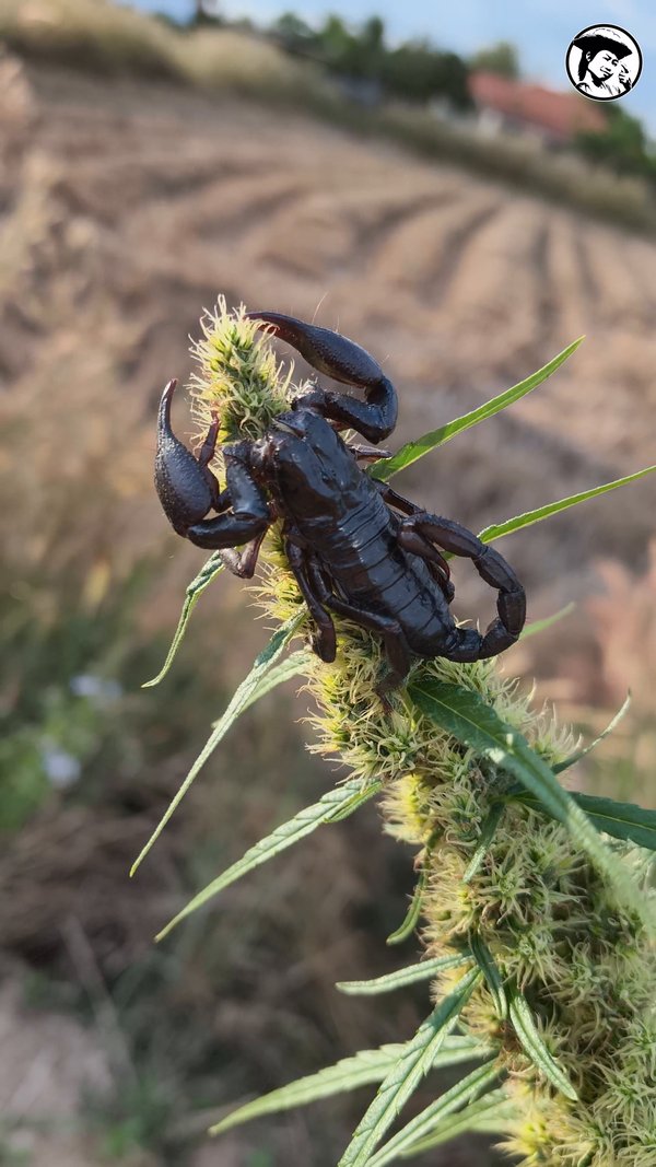 The Scorpion Ganja
