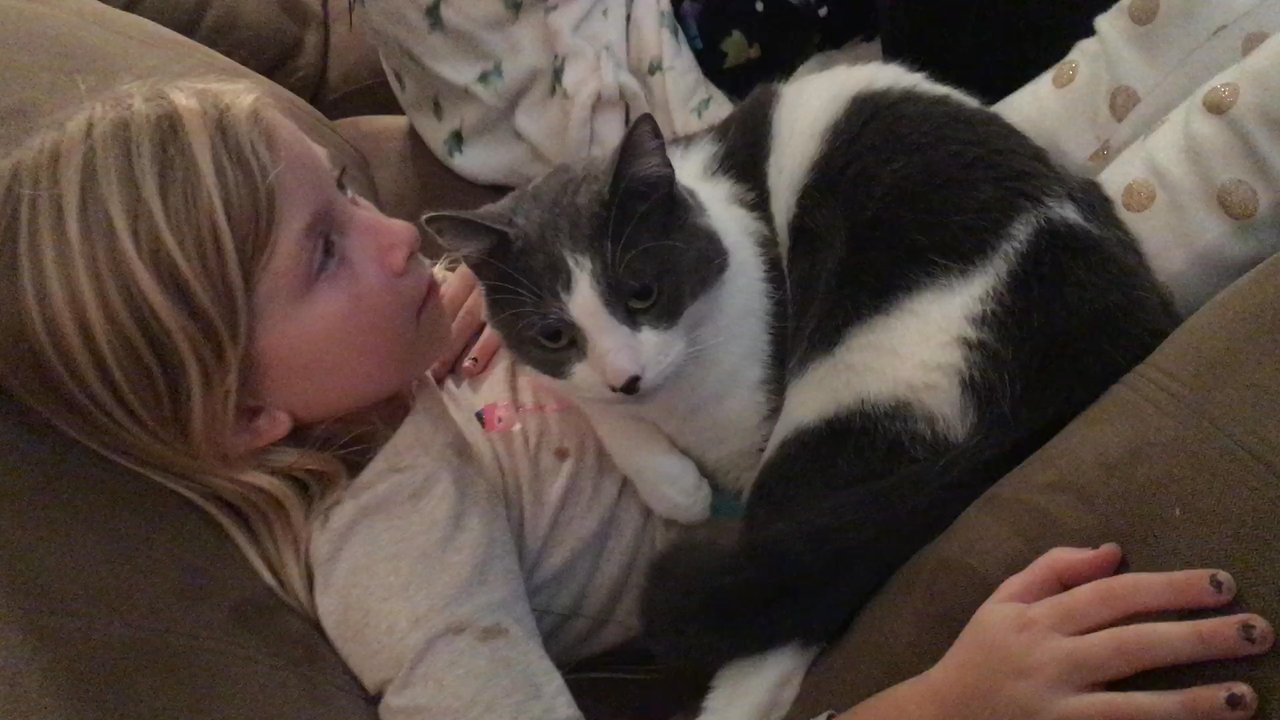 Four Paws Veterinary Center - Four Paws had me bring our cat in right away! We are so THANKFUL to DR. TRIPI for saving our much needed and loved kitty! - Veterinarians Near Me - Dublin, California