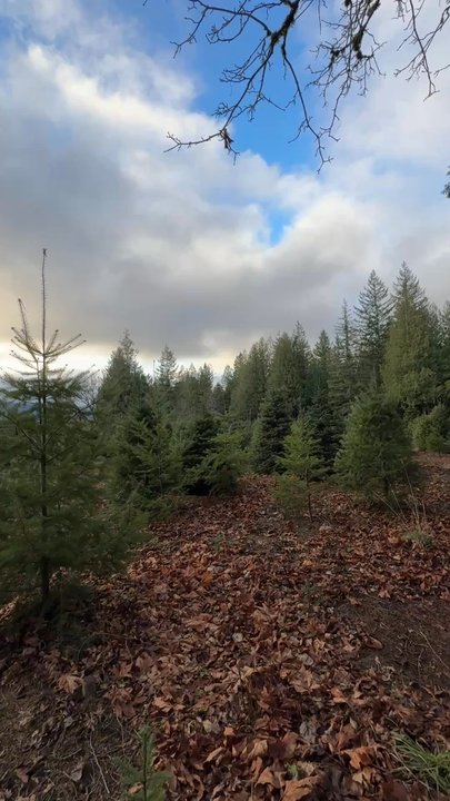 Keith & Scott Tree Farm - beautiful - Home Decor Near Me - North Bend, Washington