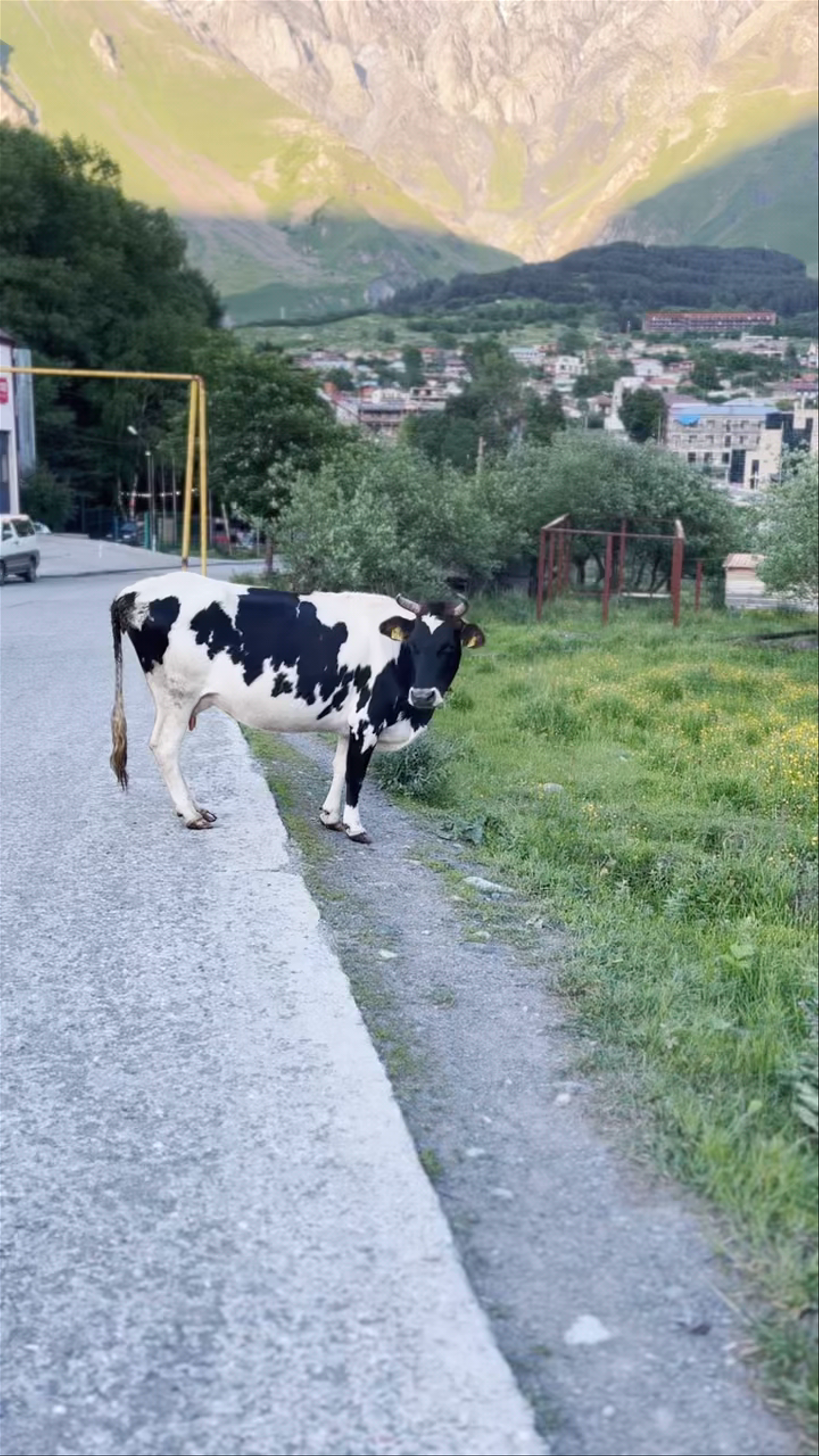 Kazbegi Serenity: A Mountain Village Encounter with Grazing Cows
