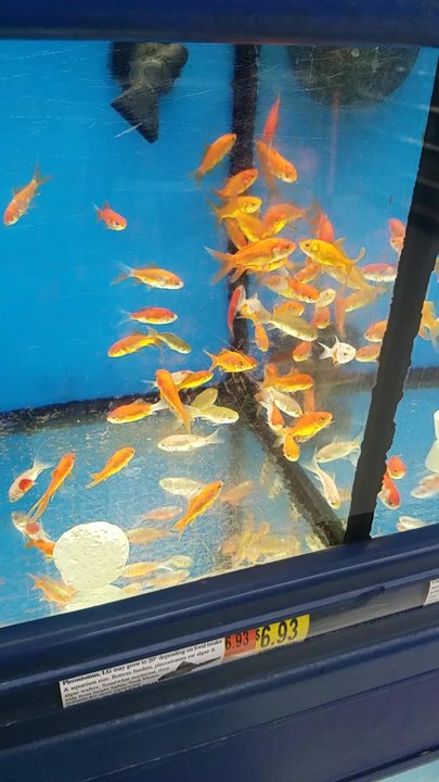 Walmart Supercenter - They have fish at this walmart unlike Hawaii's walmart - Department Stores Near Me - Decatur, Illinois