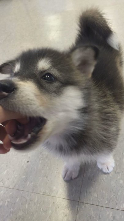 Pet Time - Giant Alaskan malamute pup - Local Fish Stores Near Me - Eugene, Oregon