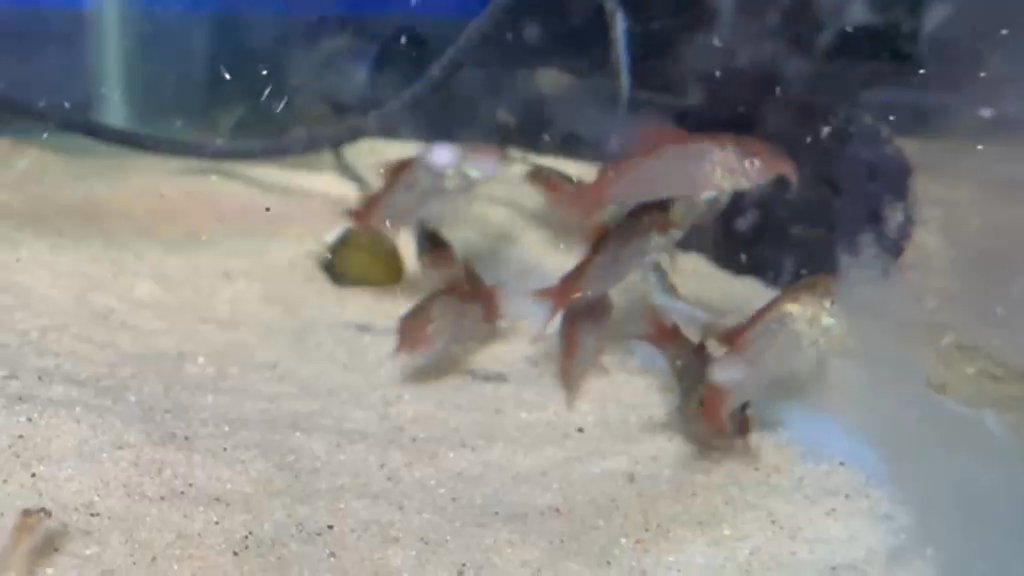 F1 Osteogaster hephaestus (Fireball Cory)