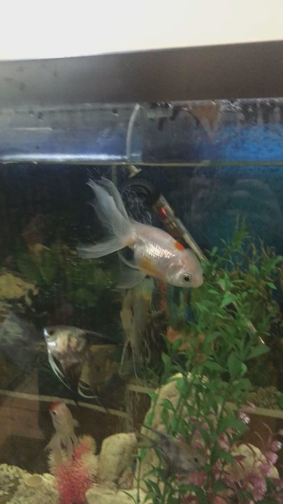 Asia's Finest - Most entertaining fish I have ever met -- definitely made the wait for my to go order easier - Vietnamese Near Me - Lansing, Michigan