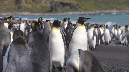 King Penguins in South Georgia animated gif