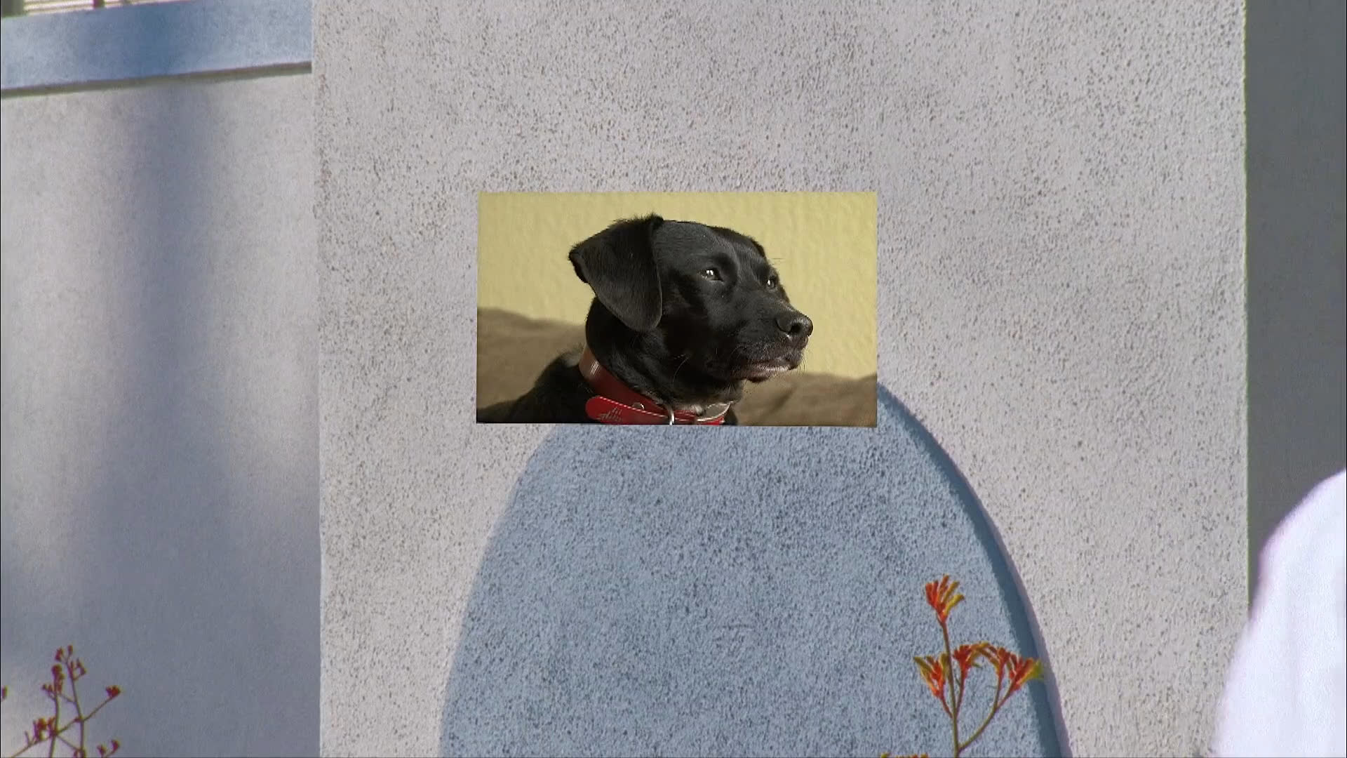A man wearing a dog costume interacts with another individual outdoors before the scene transitions to various dogs resting and playing in a bedroom.
