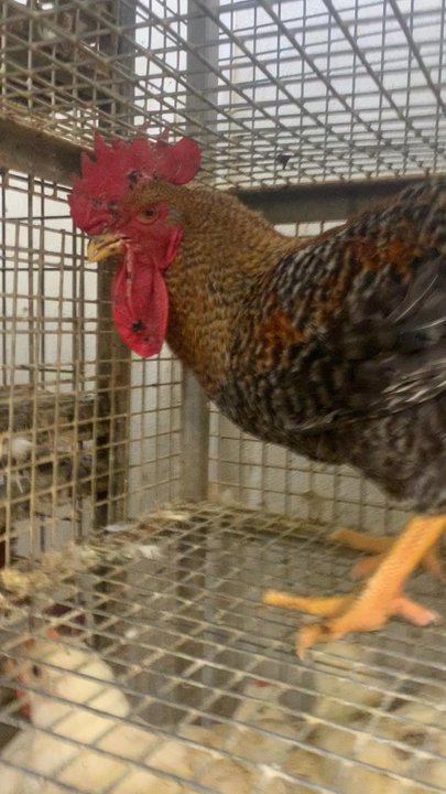 Aden Live Poultry - Meat Shops Near Me - Chicago, Illinois