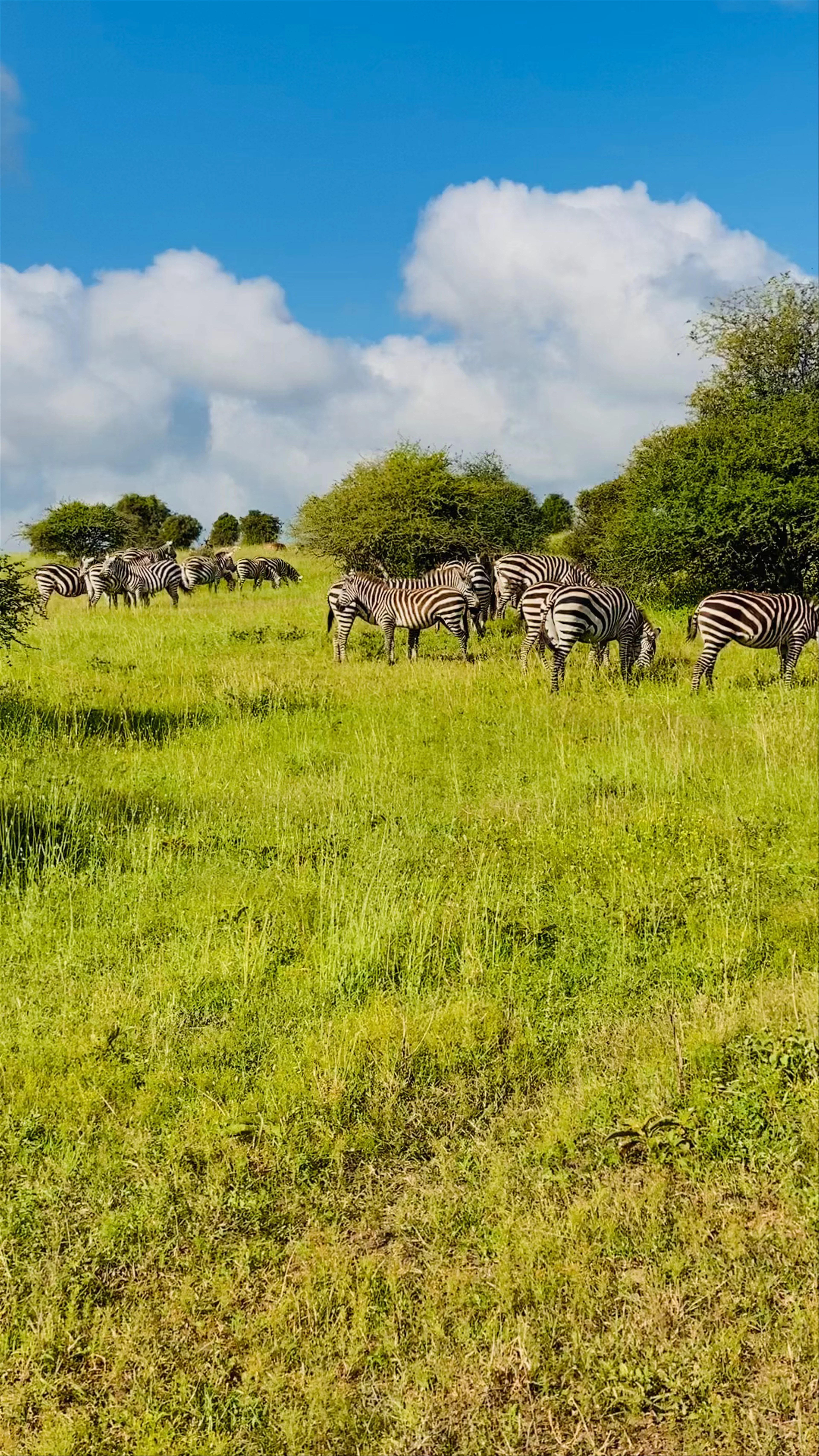 Nairobi National Park, Nairobi, Kenya
