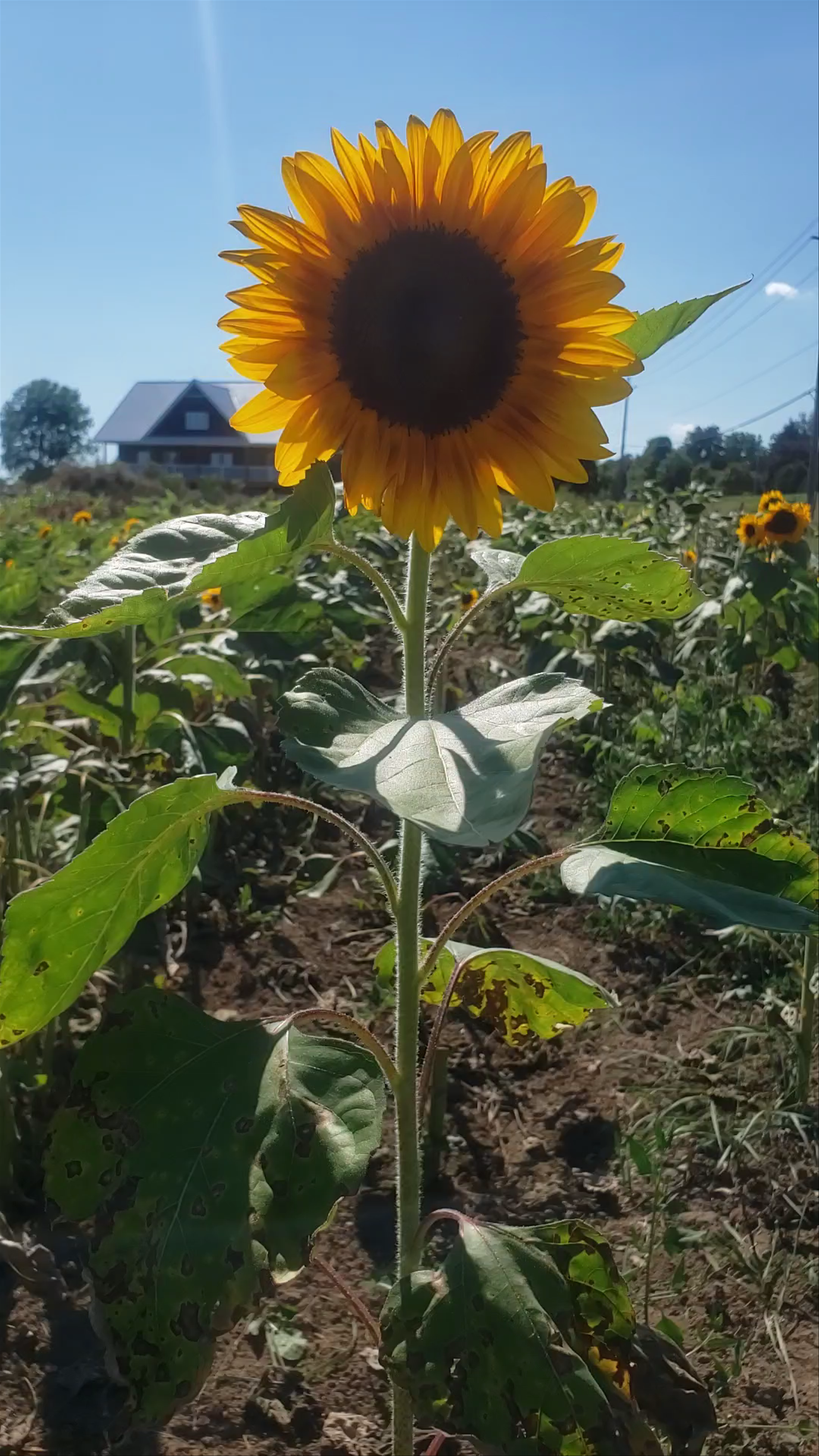 Makkink's Flower Farm