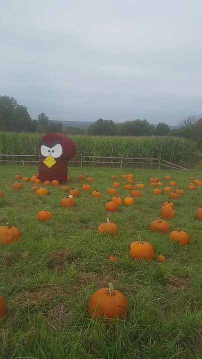 Johnny's Appleseed Farm - Corn maze in the rear - Pick Your Own Farms Near Me - Ellington, Connecticut