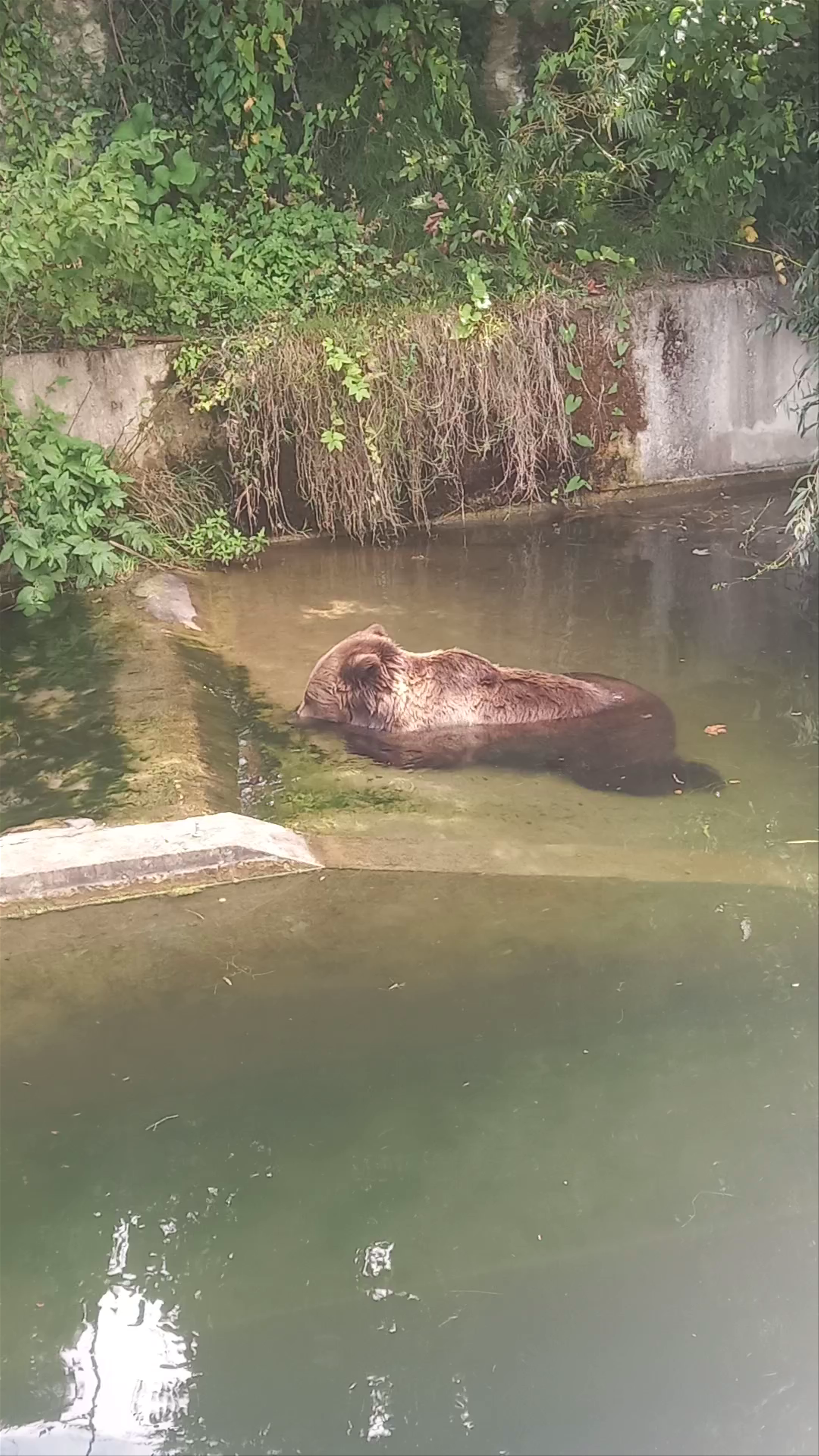 Relaxing Moments with a Brown Bear at Bear Pit, Bern