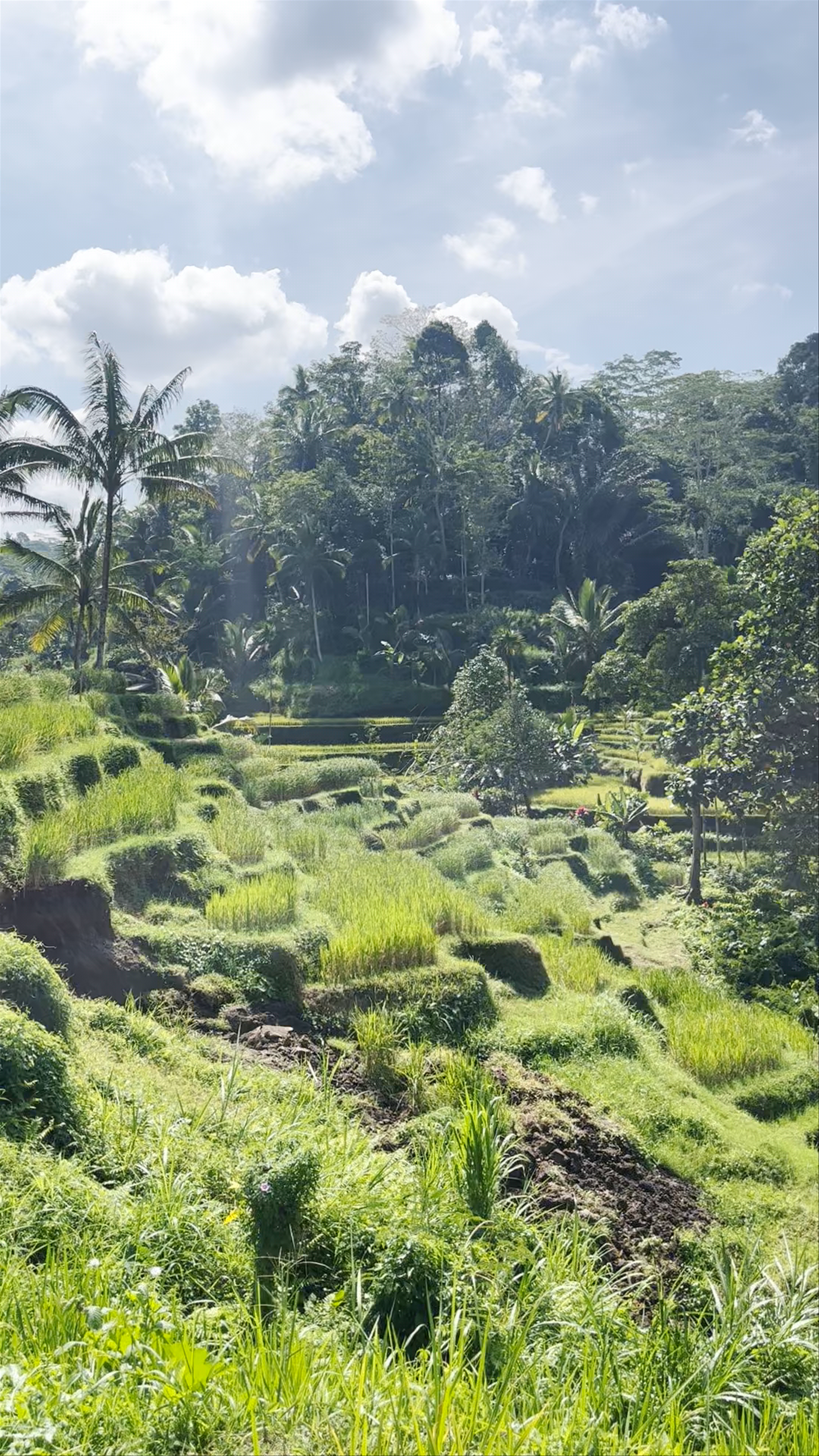 Indonesia, Ceking Rice Terrace