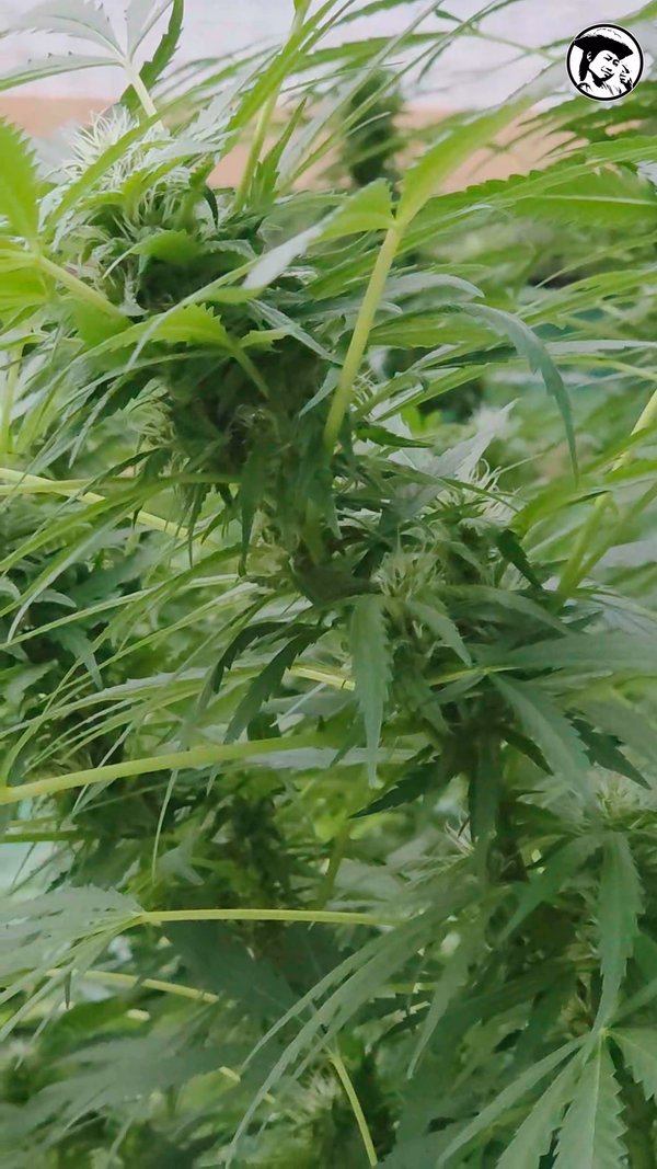 09072026 greenhouse (2)