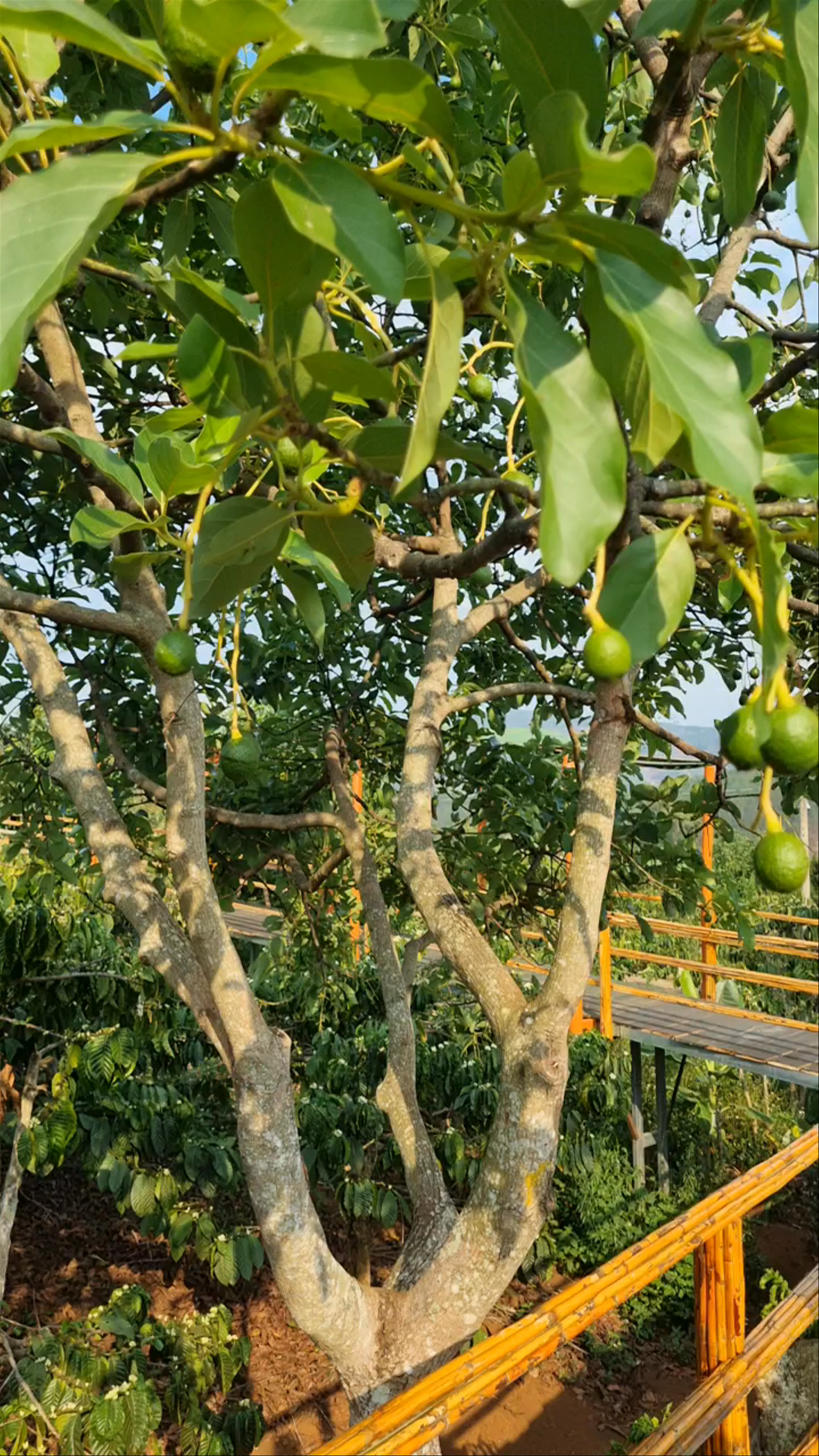 Me Linh Coffee Garden: A Serene Escape in Dalat's Highlands