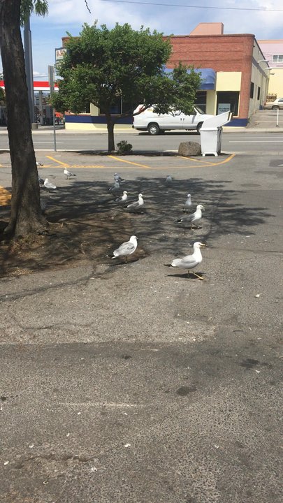 Dick's Hamburgers - Lots of gulls around the seating area - Burgers Near Me - Spokane, Washington