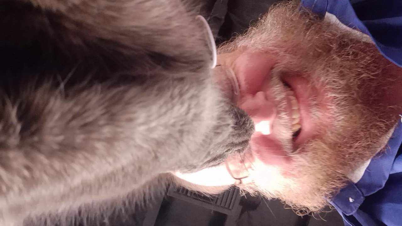 Hunter's Kitten Lounge - Big G aka Goliath was impatient for morning! - Pet Adoption Near Me - Tucson, Arizona