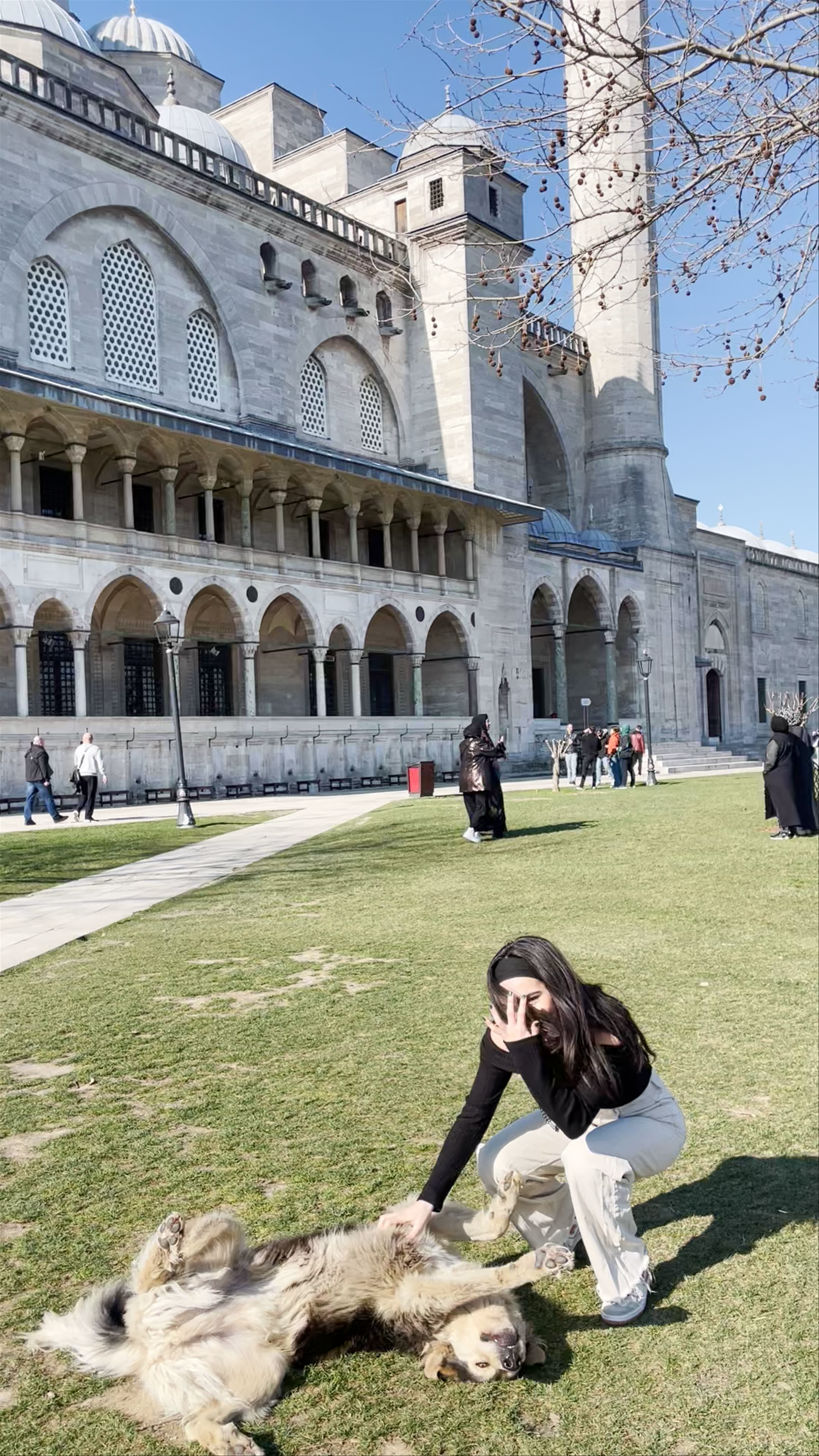 Sunlit Moments at Süleymaniye Mosque with Playful Dog in Istanbul