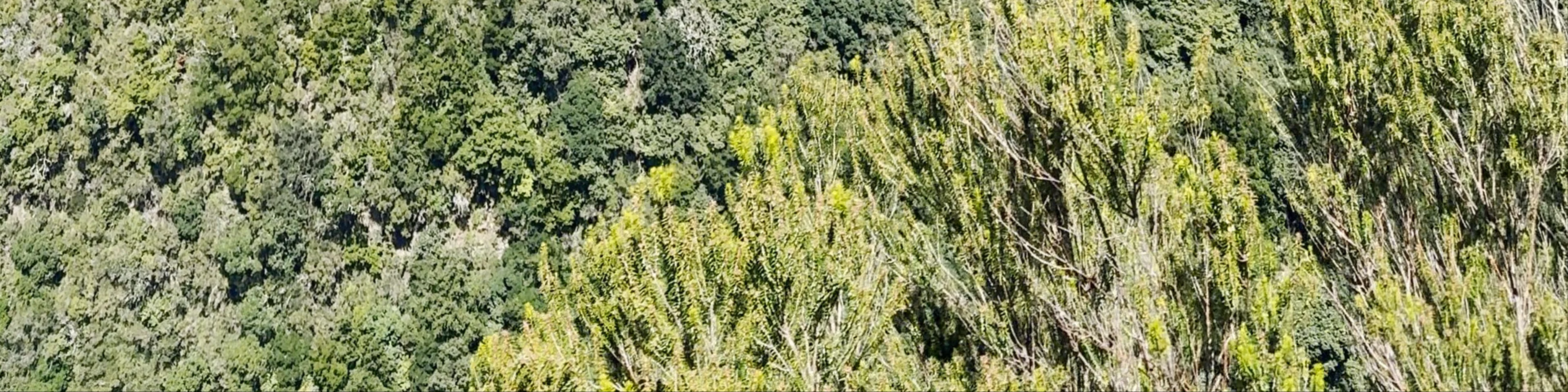 PR11 Levada dos Balcões
