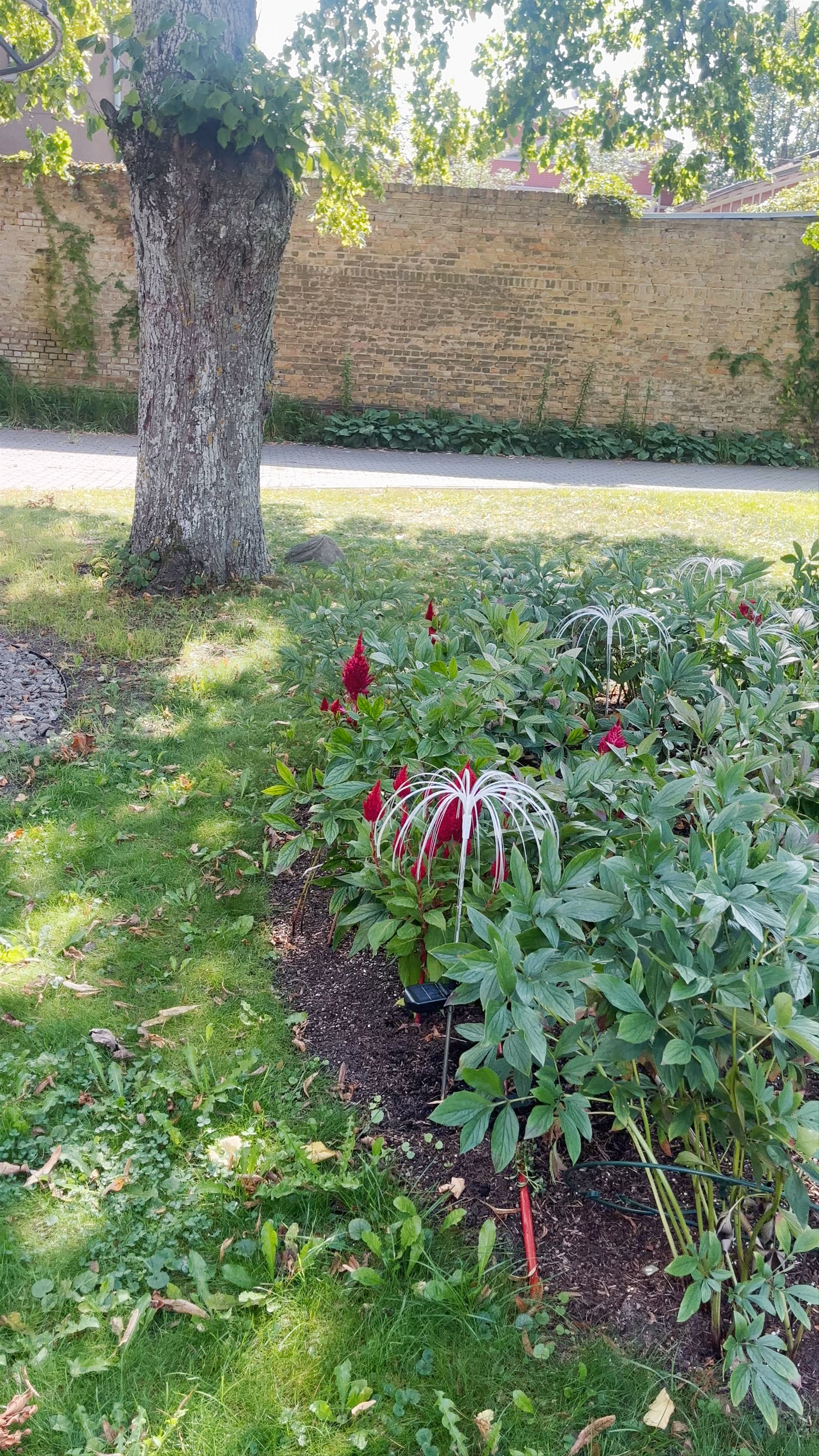 Tranquil August Afternoon at Dubulti Lutheran Church Garden in Jūrmala, Latvia
