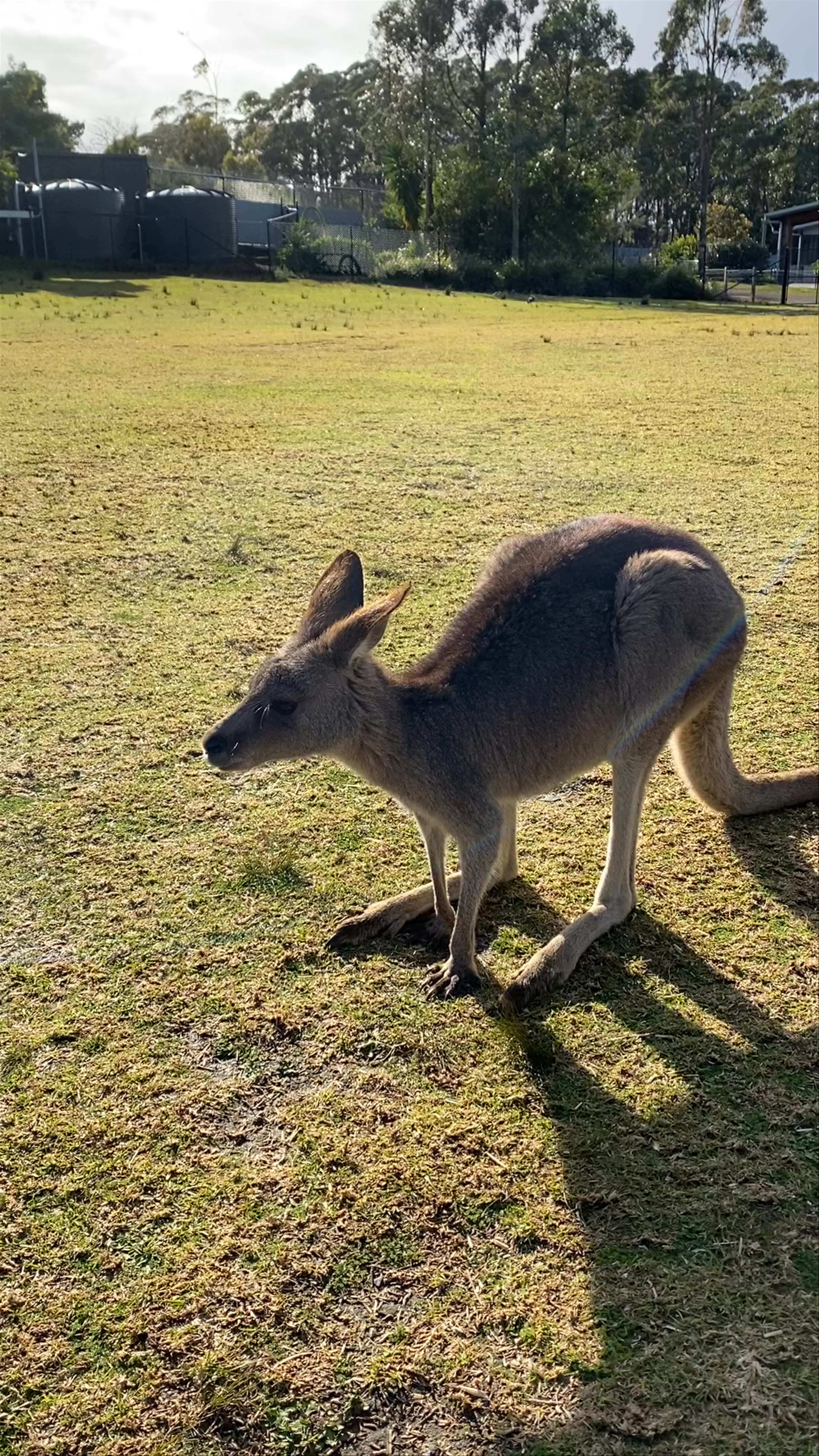 Symbio Wildlife Park, Lawrence Hargrave Drive, Helensburgh NSW, Australia