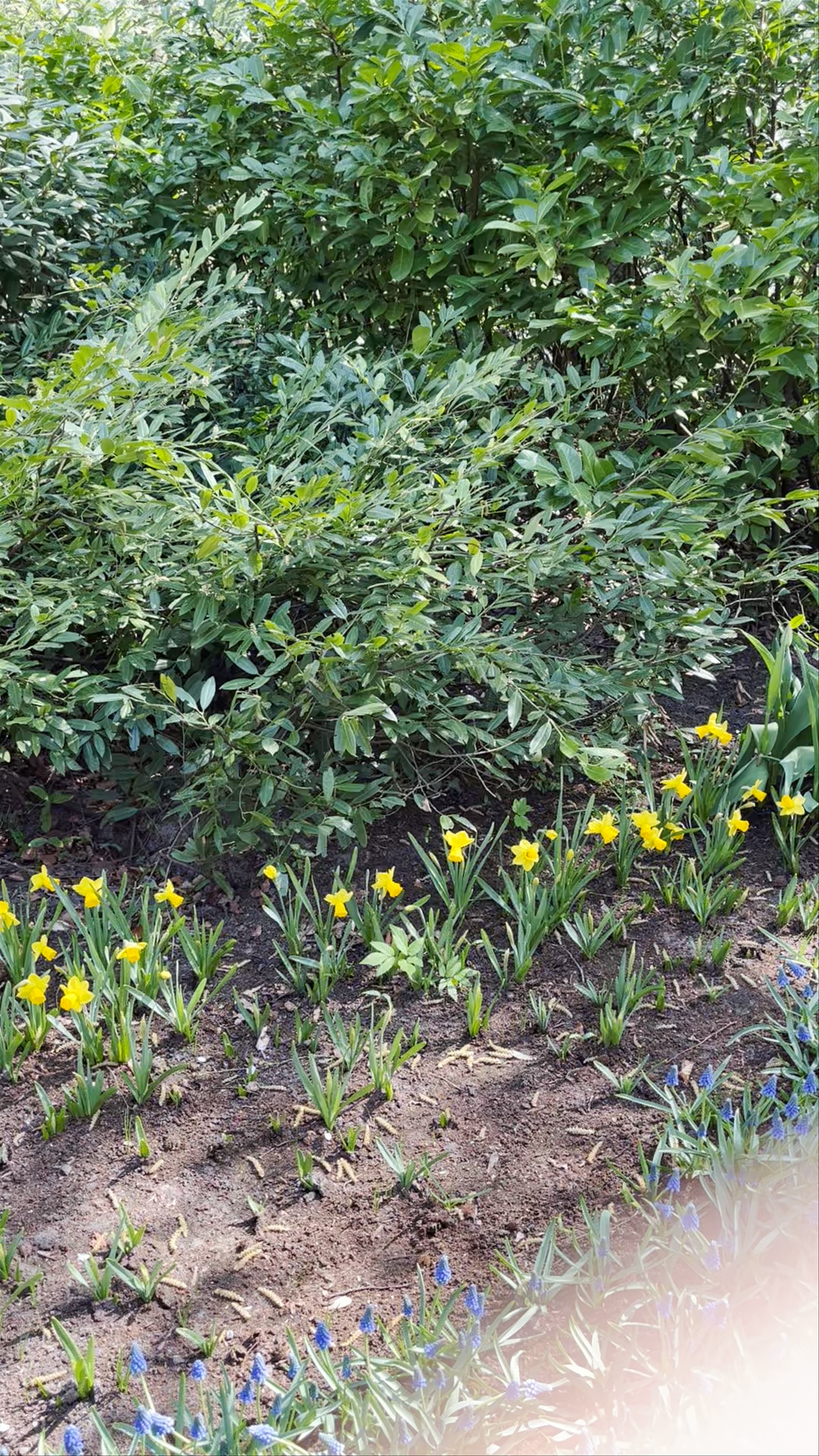 Keukenhof