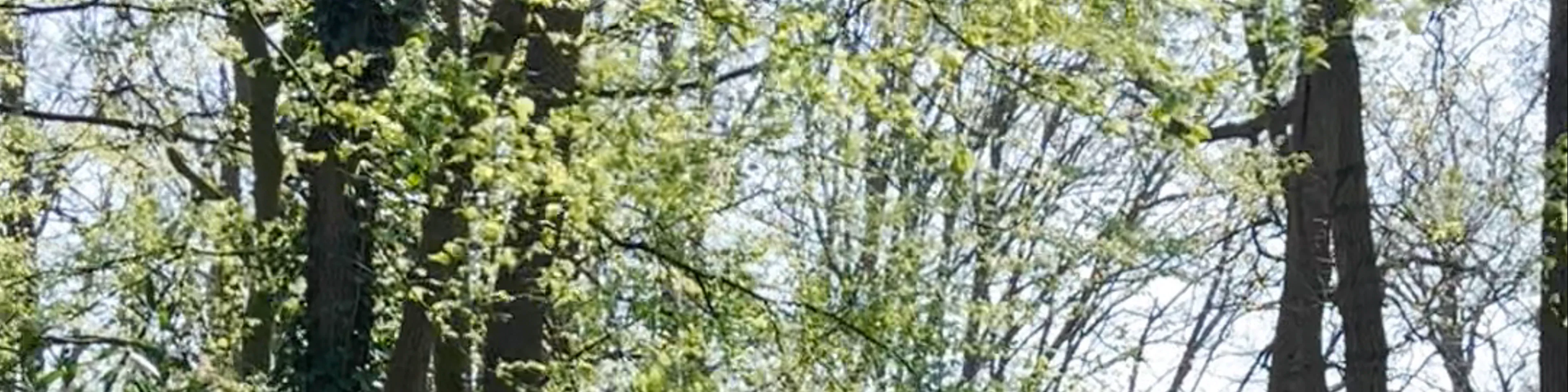 Keukenhof