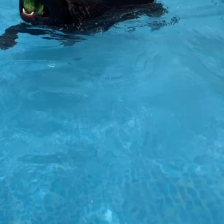 Austin Dog Zone - Swimming and Obedience Training at Austin Dog Zone - Pet Training Near Me